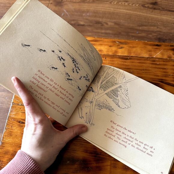 Vintage 1967 Questions And Answers About Ants Paperback Book - Picture 6 of 9